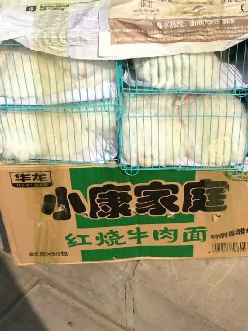 宠物兔1~3