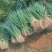 山东葱苗、安丘葱苗，优质精选葱苗，全国发货，免费指导种植