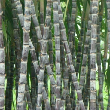 黑皮甘蔗5~6cm2.5~3米