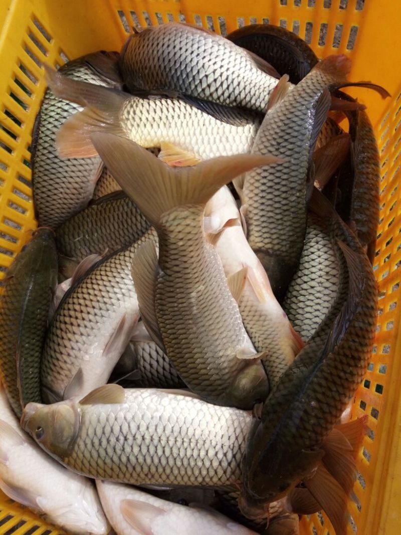 建鲤食用1~2公斤