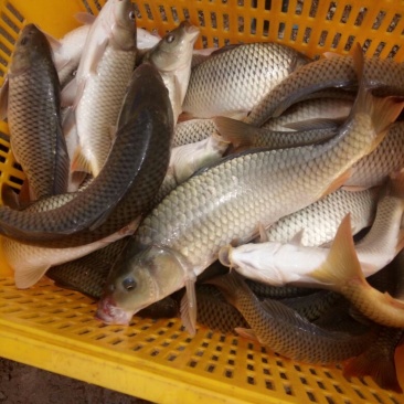 建鲤食用1~2公斤