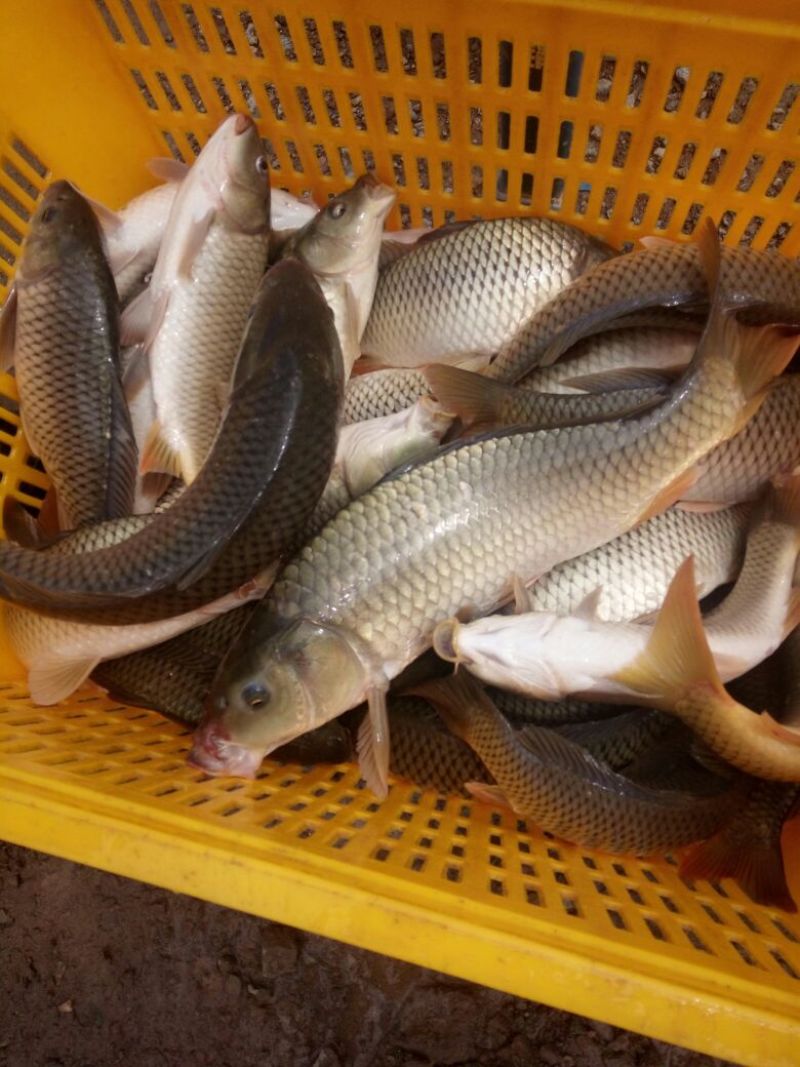 建鲤食用1~2公斤