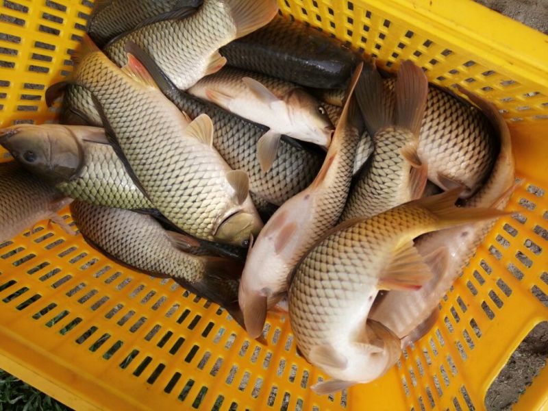 建鲤食用1~2公斤
