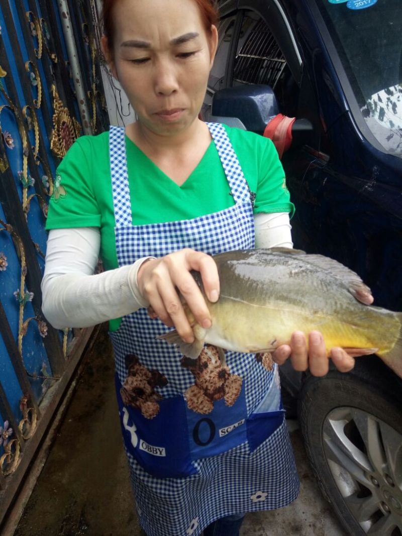 建鲤食用1~2公斤