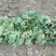 玛斯义陶芬无花果苗20~30cm