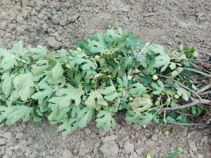 玛斯义陶芬无花果苗20~30cm