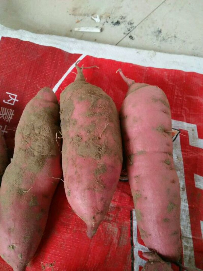 红薯2两以上白心