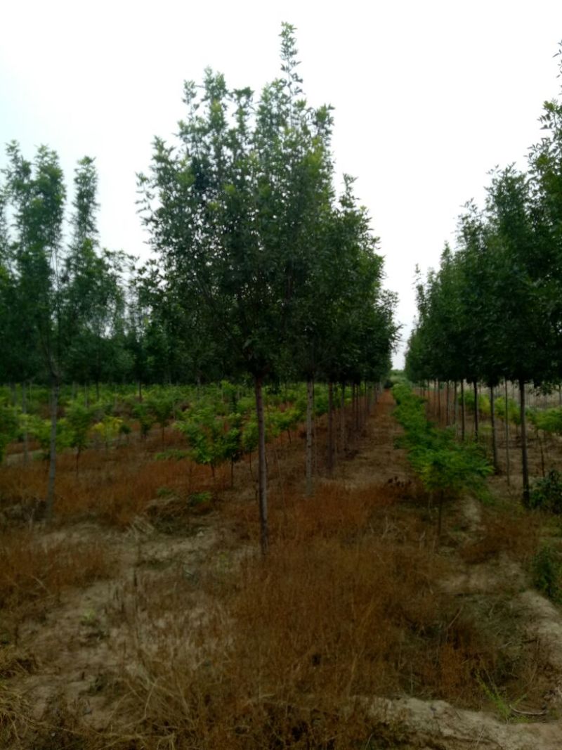 大量销售各种规格的白蜡树