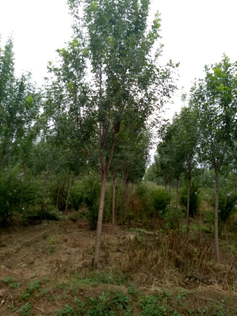大量销售各种规格的白蜡树