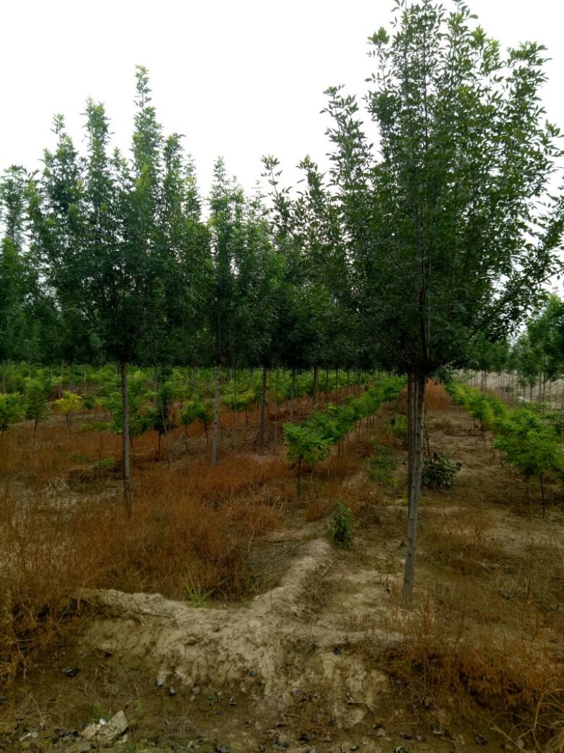 大量销售各种规格的白蜡树