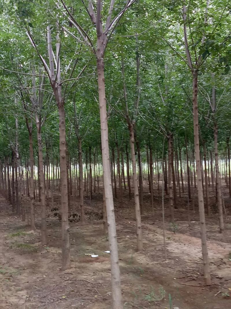 大量销售各种规格的白蜡树