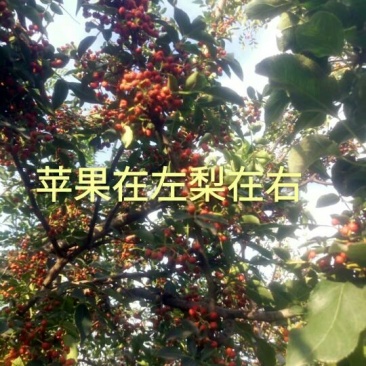 大红袍花椒特级干