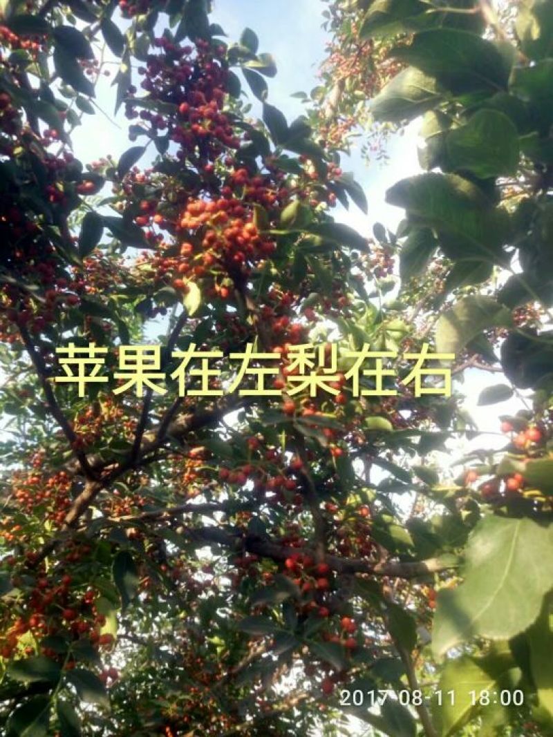 大红袍花椒特级干