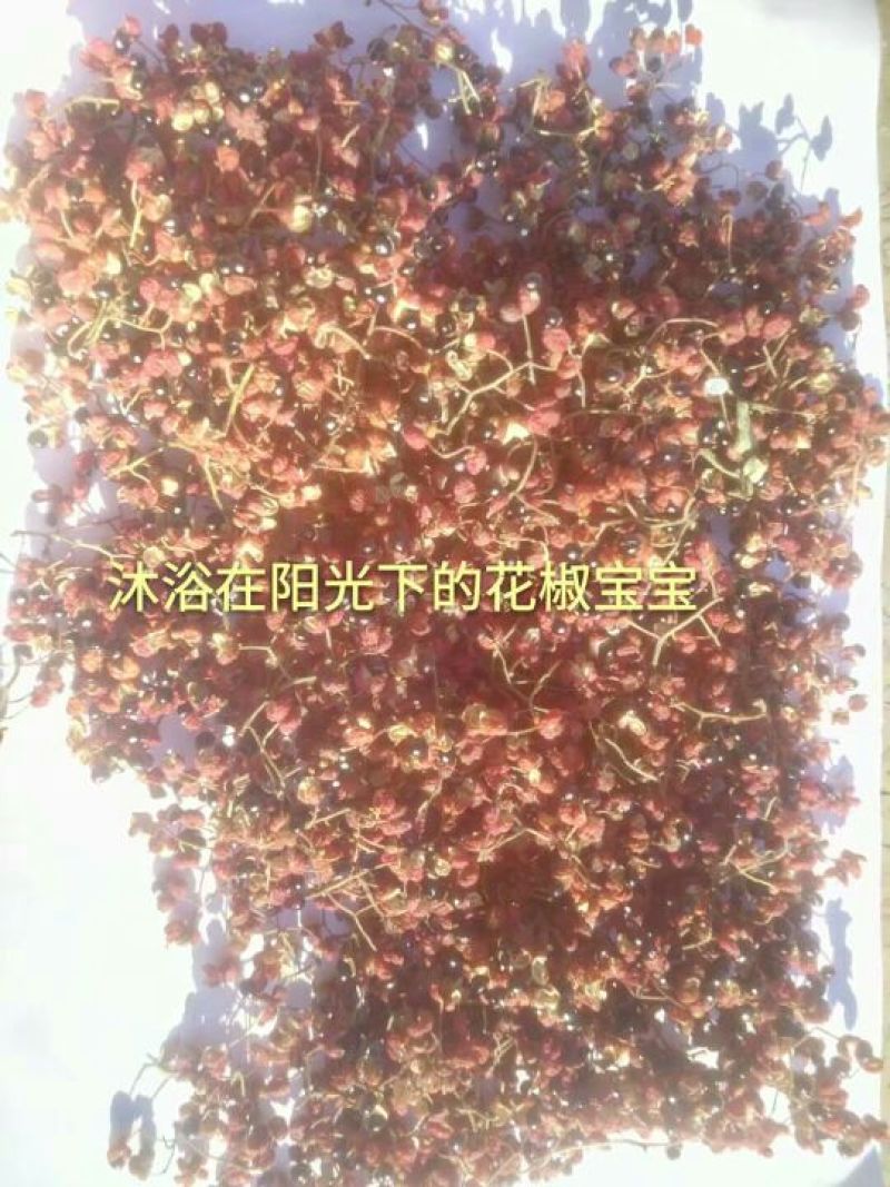 大红袍花椒特级干