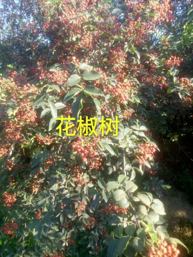 大红袍花椒特级干