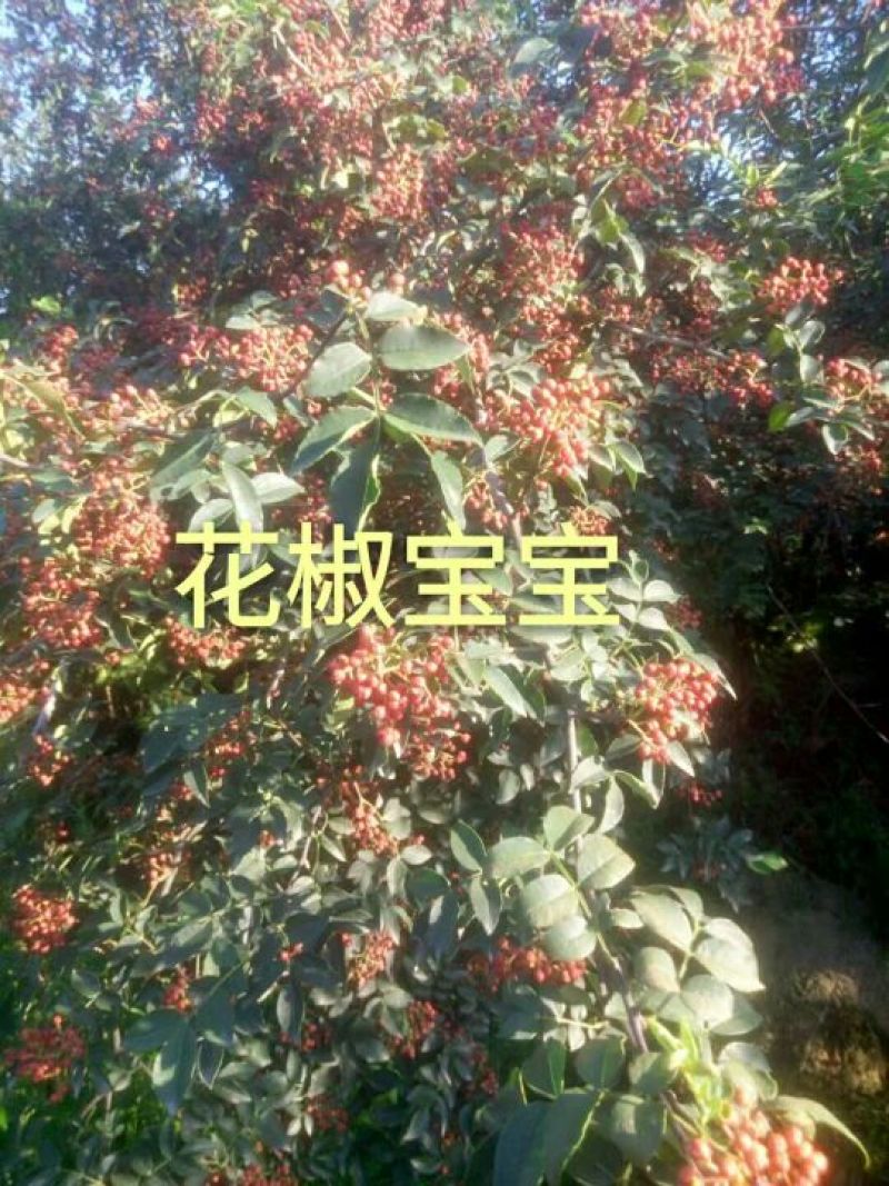 大红袍花椒特级干