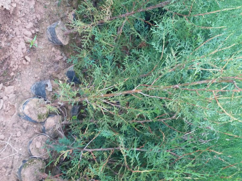 基地直销带营养杯侧柏苗，成活率高，荒山造林，陵园绿化专用