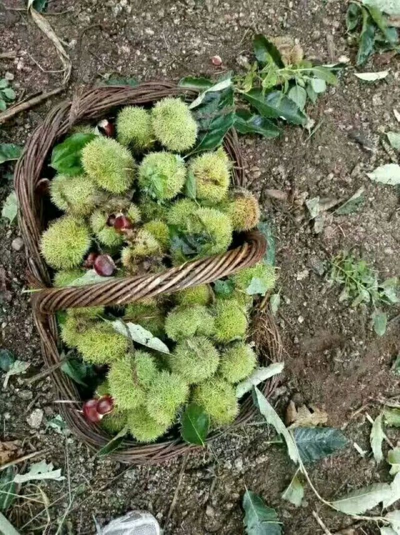 自家种植河北省唐山市迁西燕山正宗迁西板栗