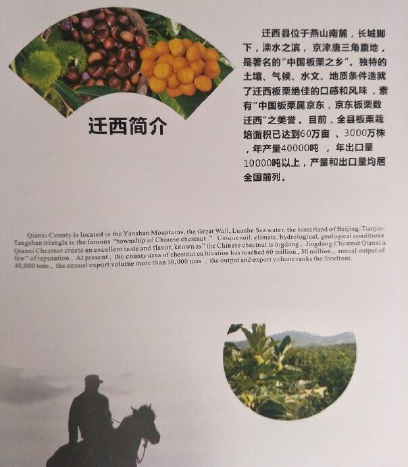 自家种植河北省唐山市迁西燕山正宗迁西板栗