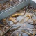 黄鳝食用活鱼