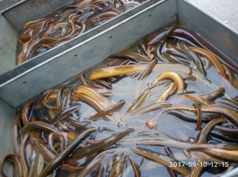 黄鳝食用活鱼