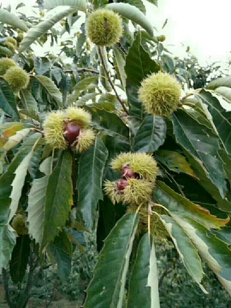 自家种植河北省唐山市迁西燕山正宗迁西板栗