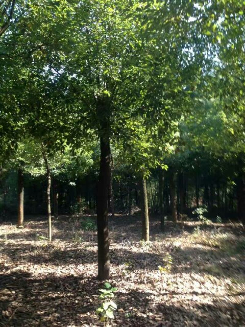 香樟，樟树大小叶，光杆全冠骨架，2到18公分，一棵包邮