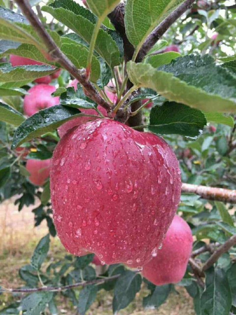 苹果75mm以上光果