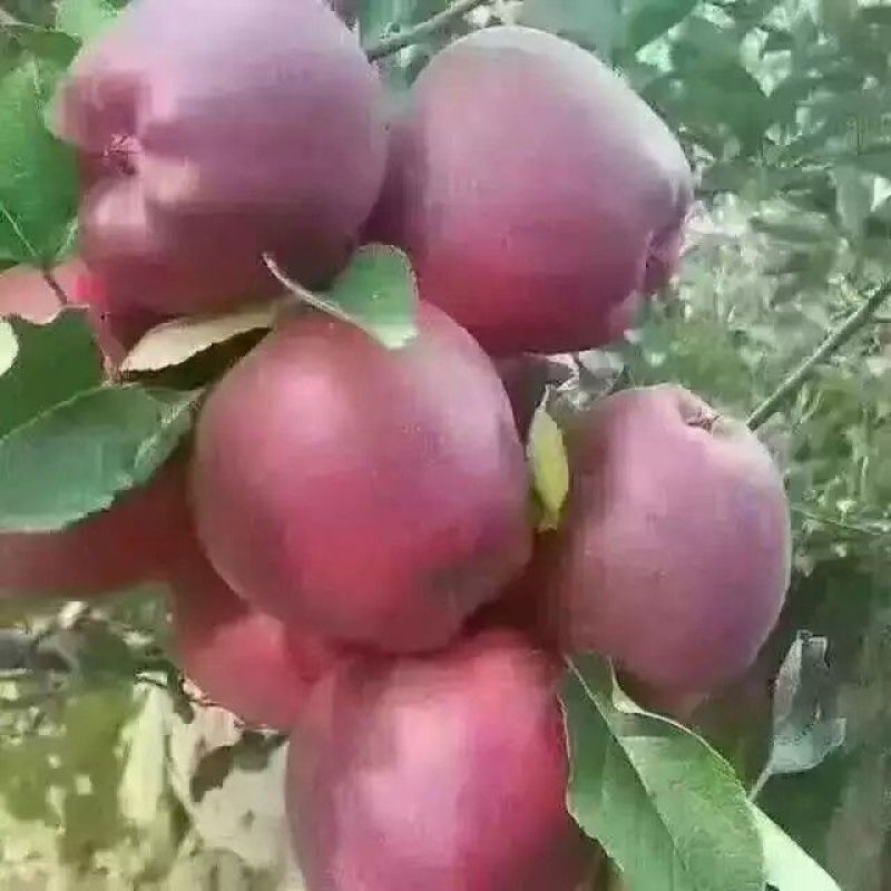 苹果75mm以上光果