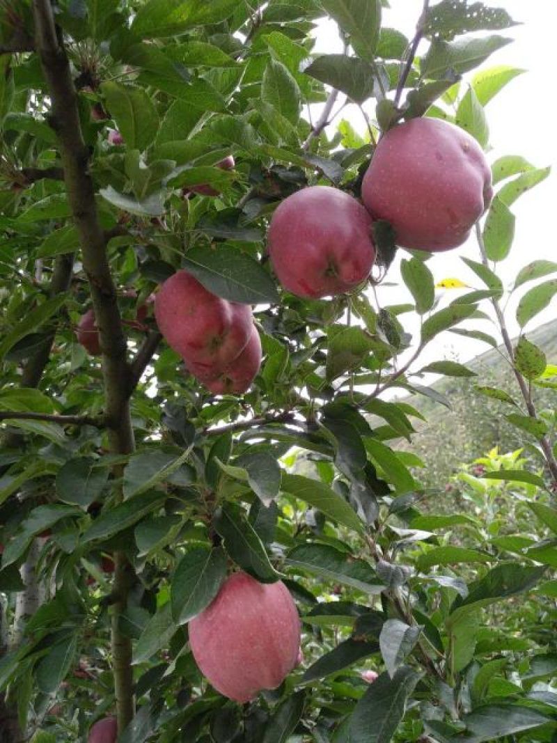 苹果75mm以上光果