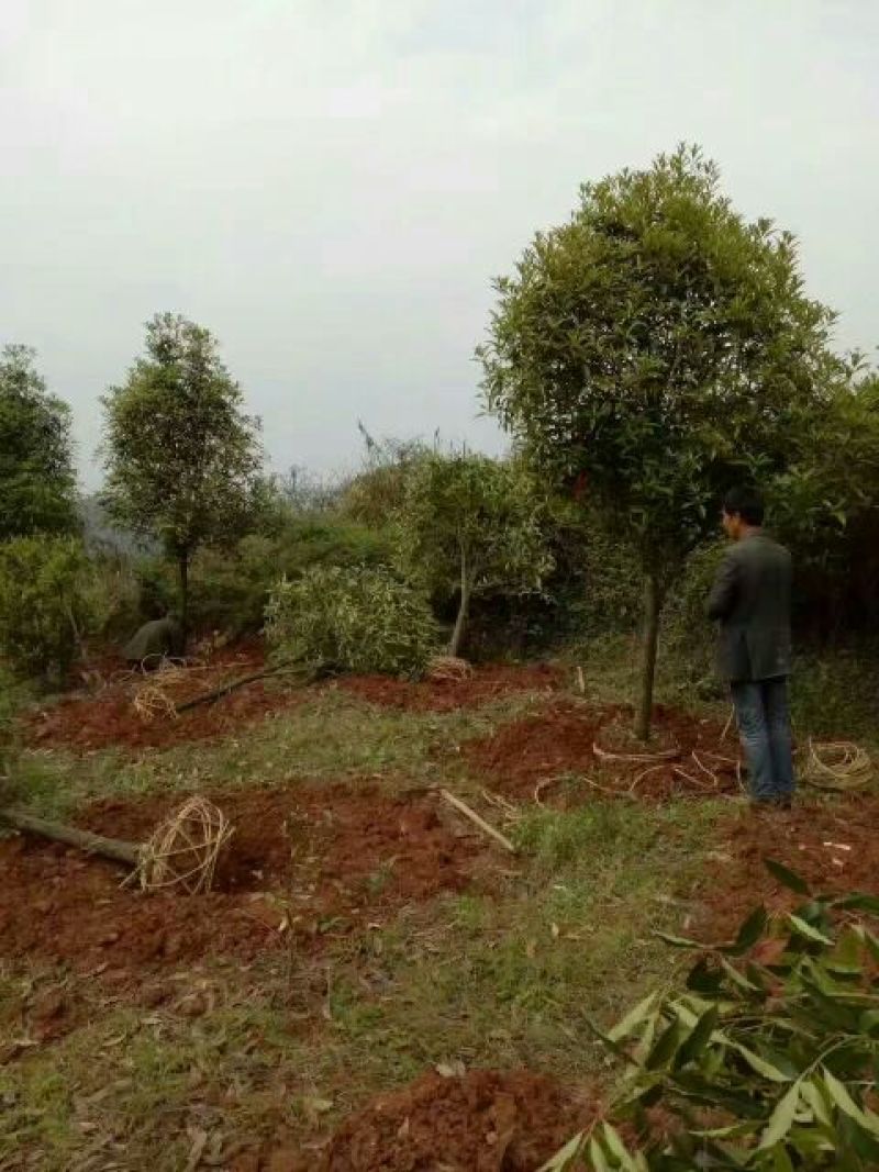 金桂，八月桂，丹桂，四季桂月月桂花树苗批发
