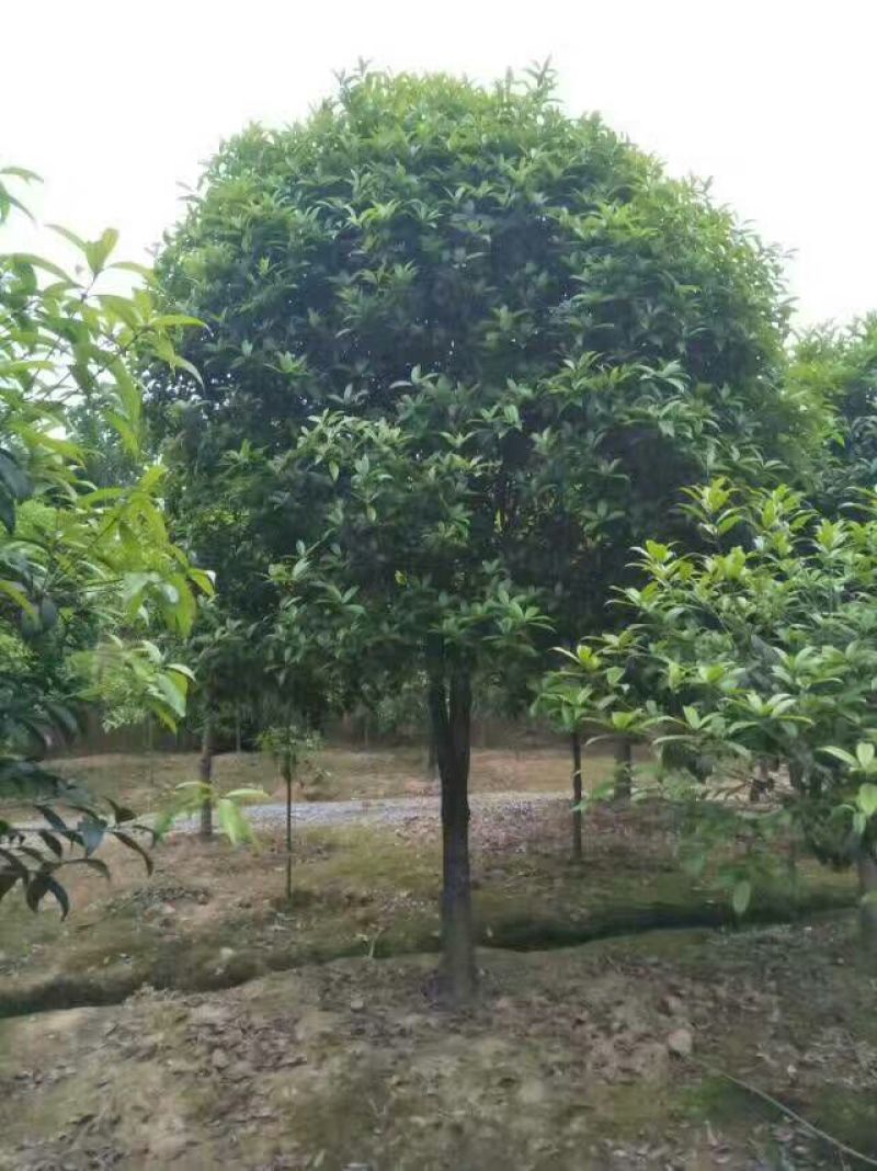 金桂，八月桂，丹桂，四季桂月月桂花树苗批发