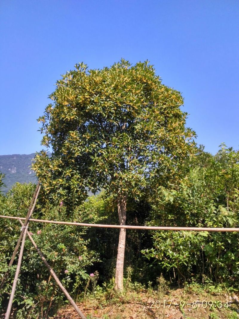 金桂，八月桂，丹桂，四季桂月月桂花树苗批发