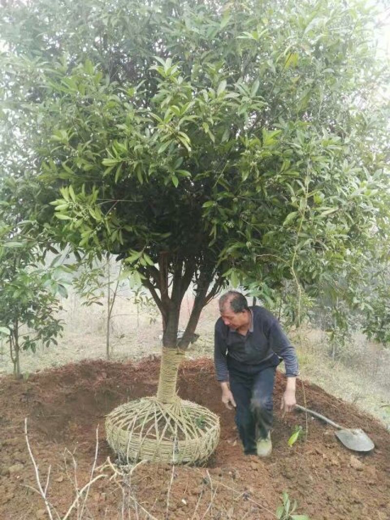 金桂，八月桂，丹桂，四季桂月月桂花树苗批发