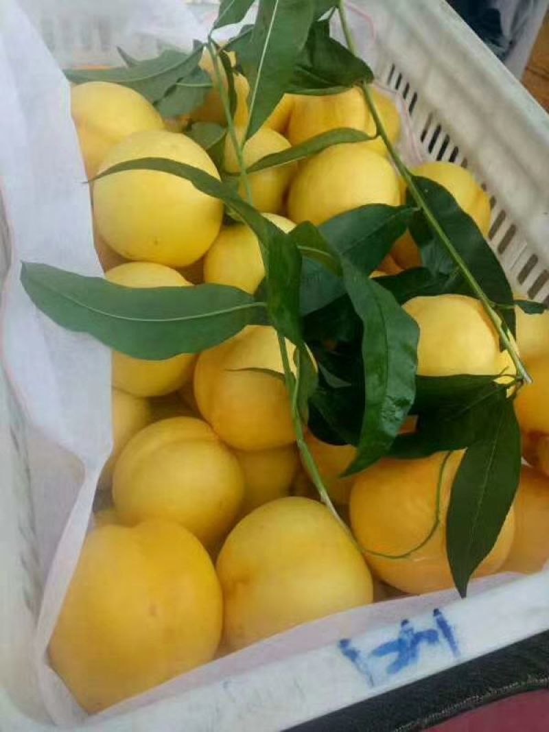 西尾桃大量上市中陕西西尾黄桃黄桃基地黄桃价格