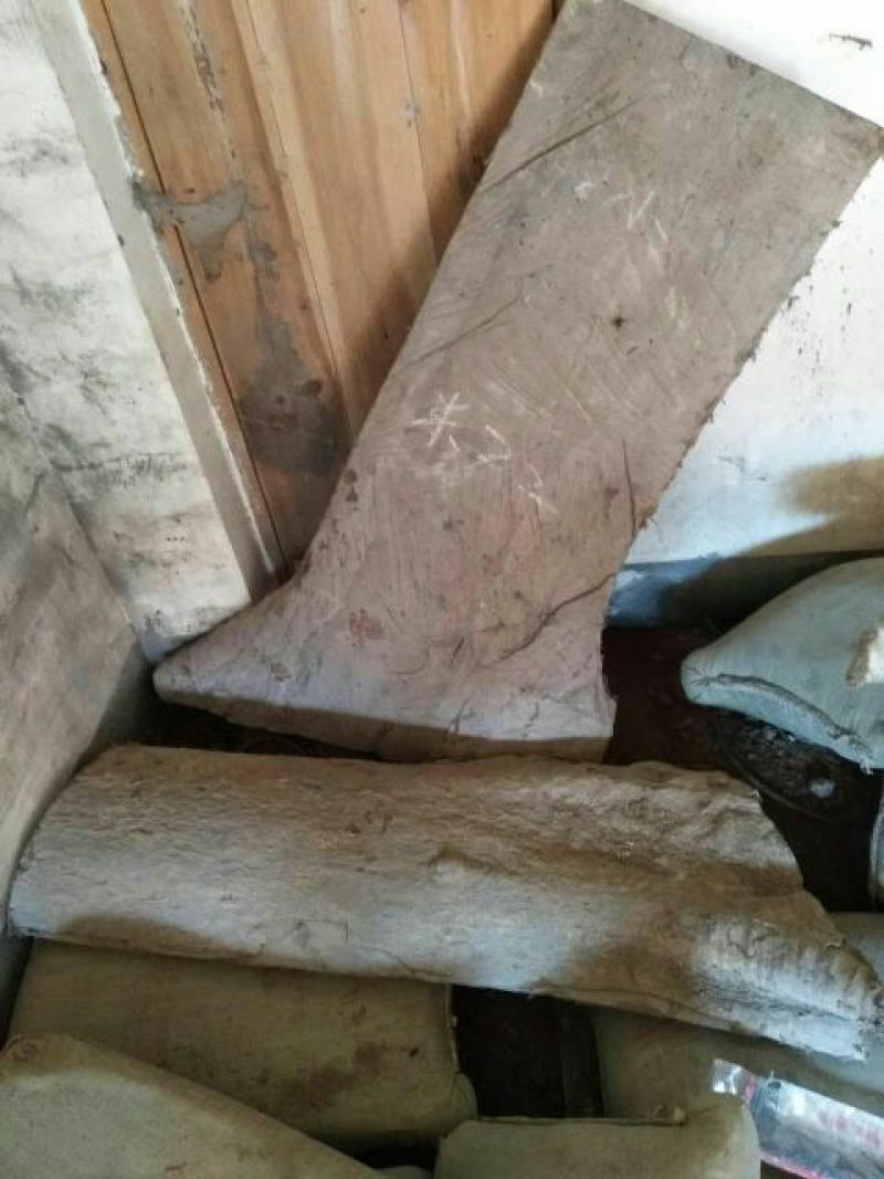 细叶楠木5m以上