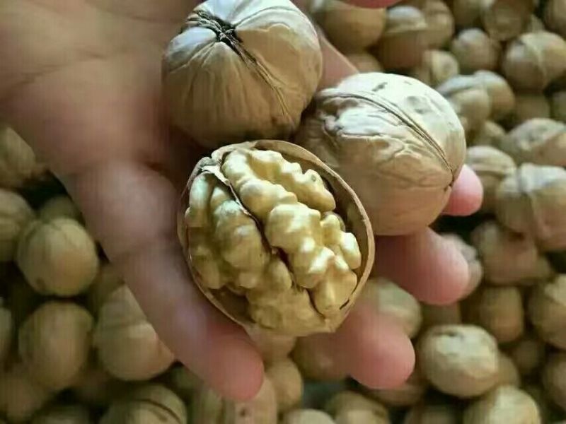 纸皮核桃30mm以上去皮干
