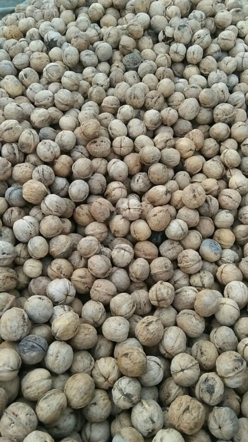 纸皮核桃30mm以上去皮干
