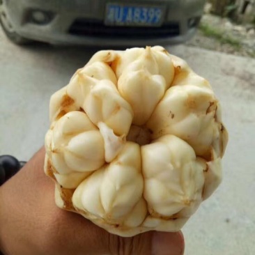 龙山百合四头药食两用
