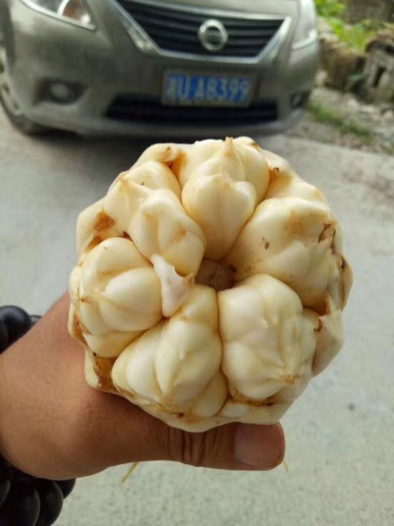 龙山百合四头药食两用