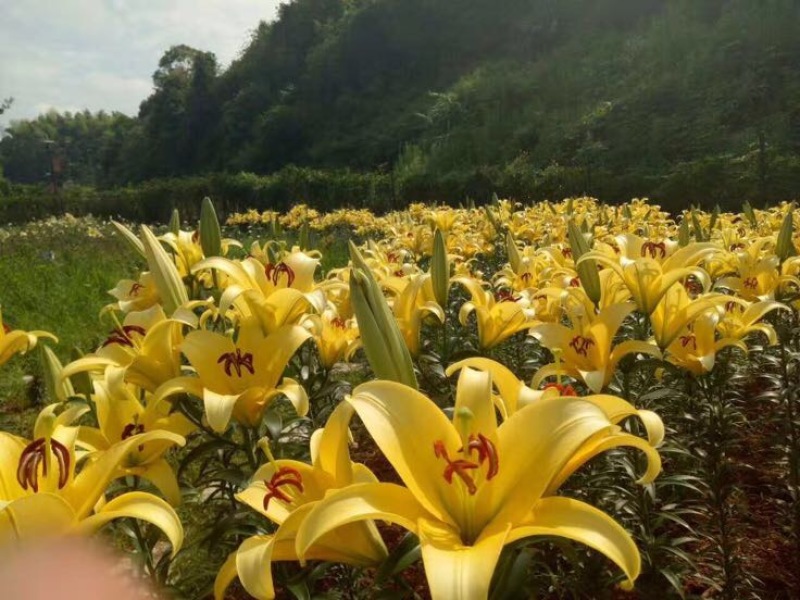 龙山百合四头药食两用
