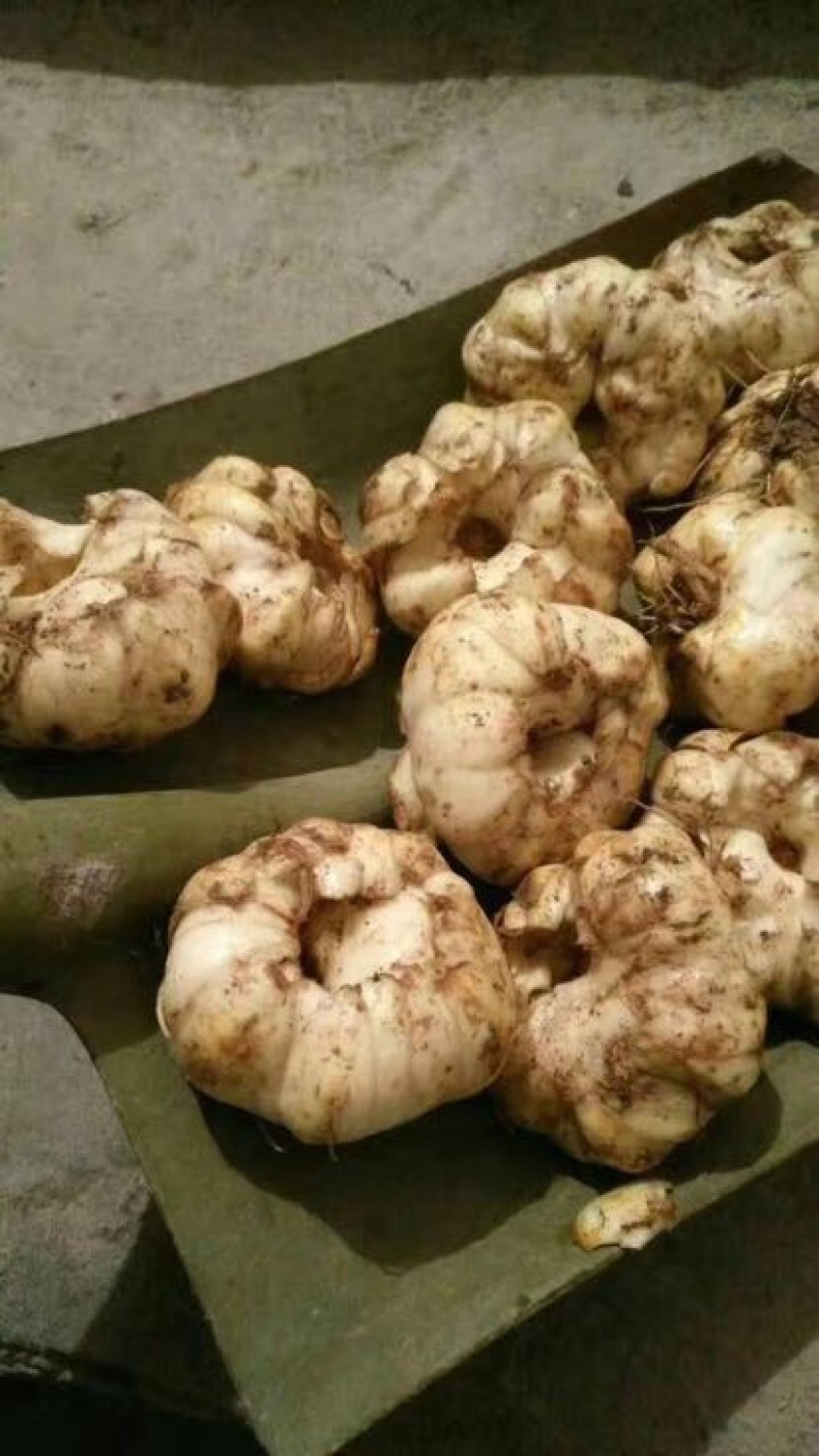 龙山百合四头药食两用