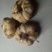 龙山百合四头药食两用