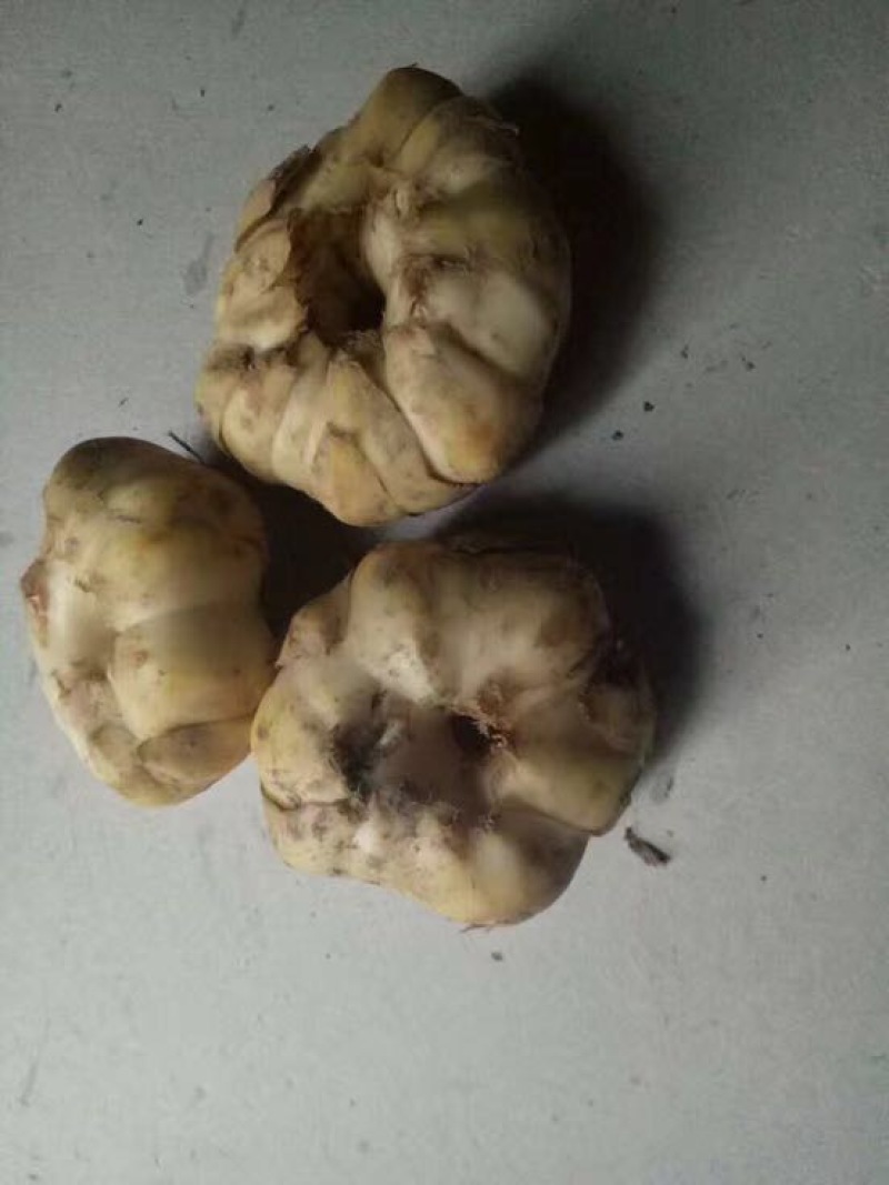 龙山百合四头药食两用