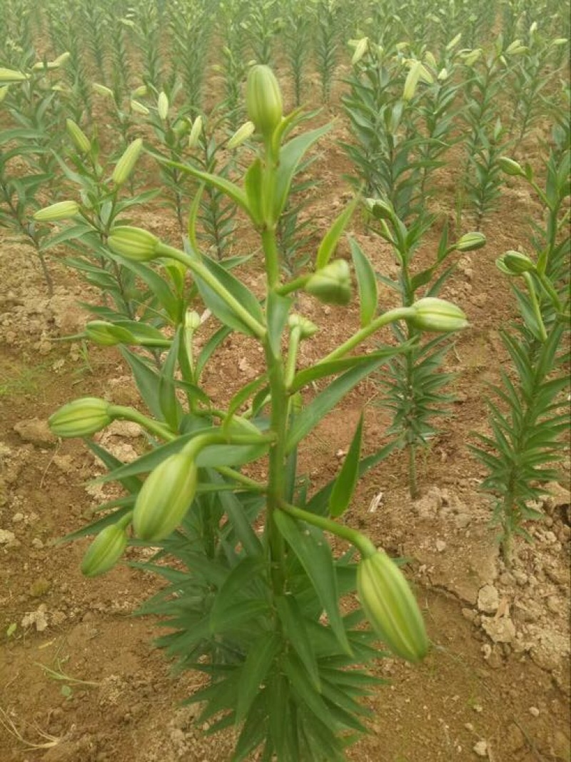 龙山百合四头药食两用