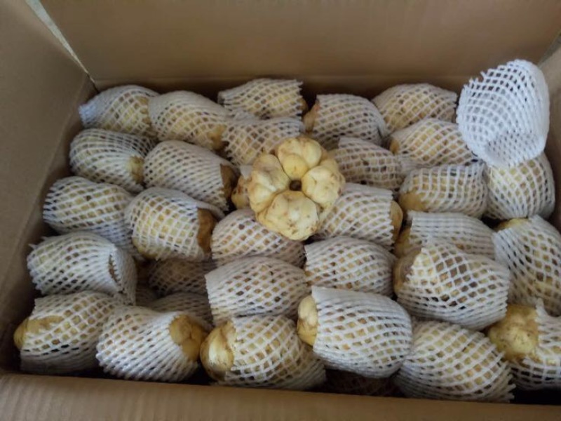龙山百合四头药食两用