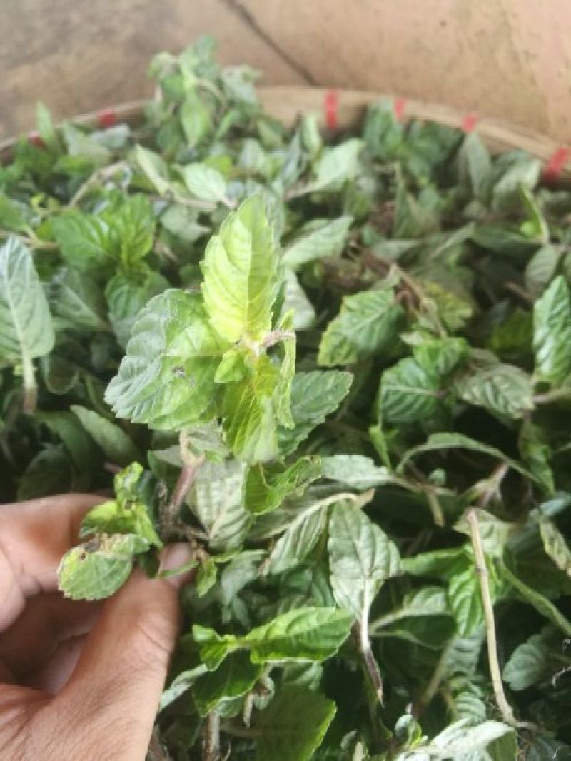 仙人草