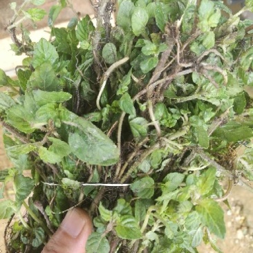 仙人草