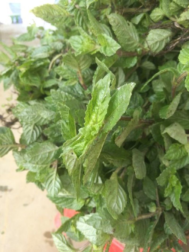 仙人草