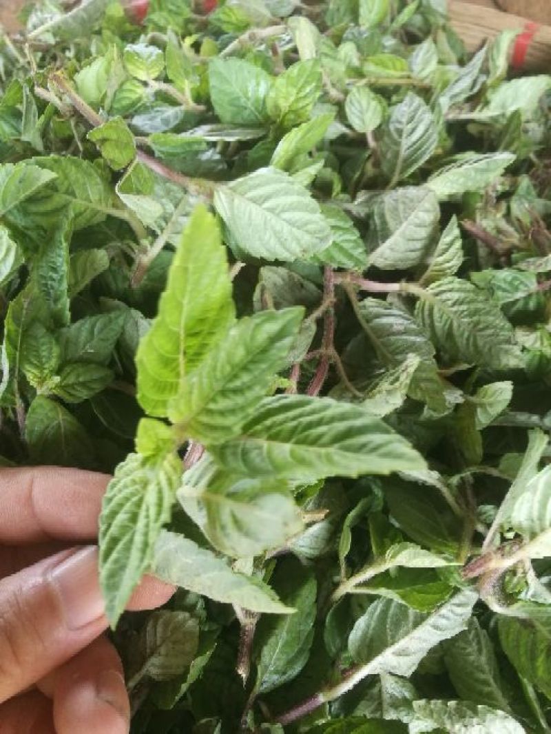 仙人草